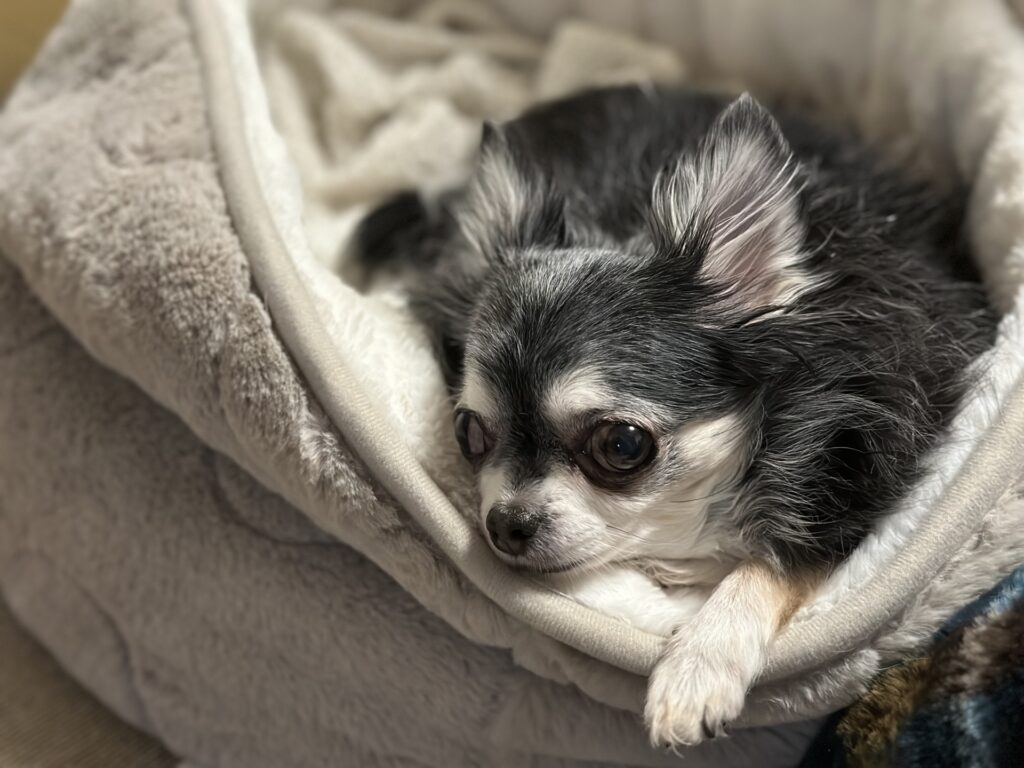 犬が下痢をする原因