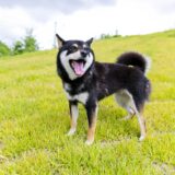 犬の膀胱炎|症状・治療法・予防法を解説