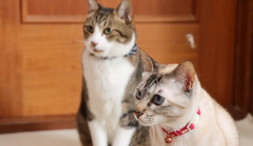 猫の脱臼は自然治癒する？原因・症状・治療法を解説