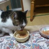 猫 食べない