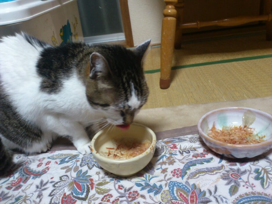 猫 食べない