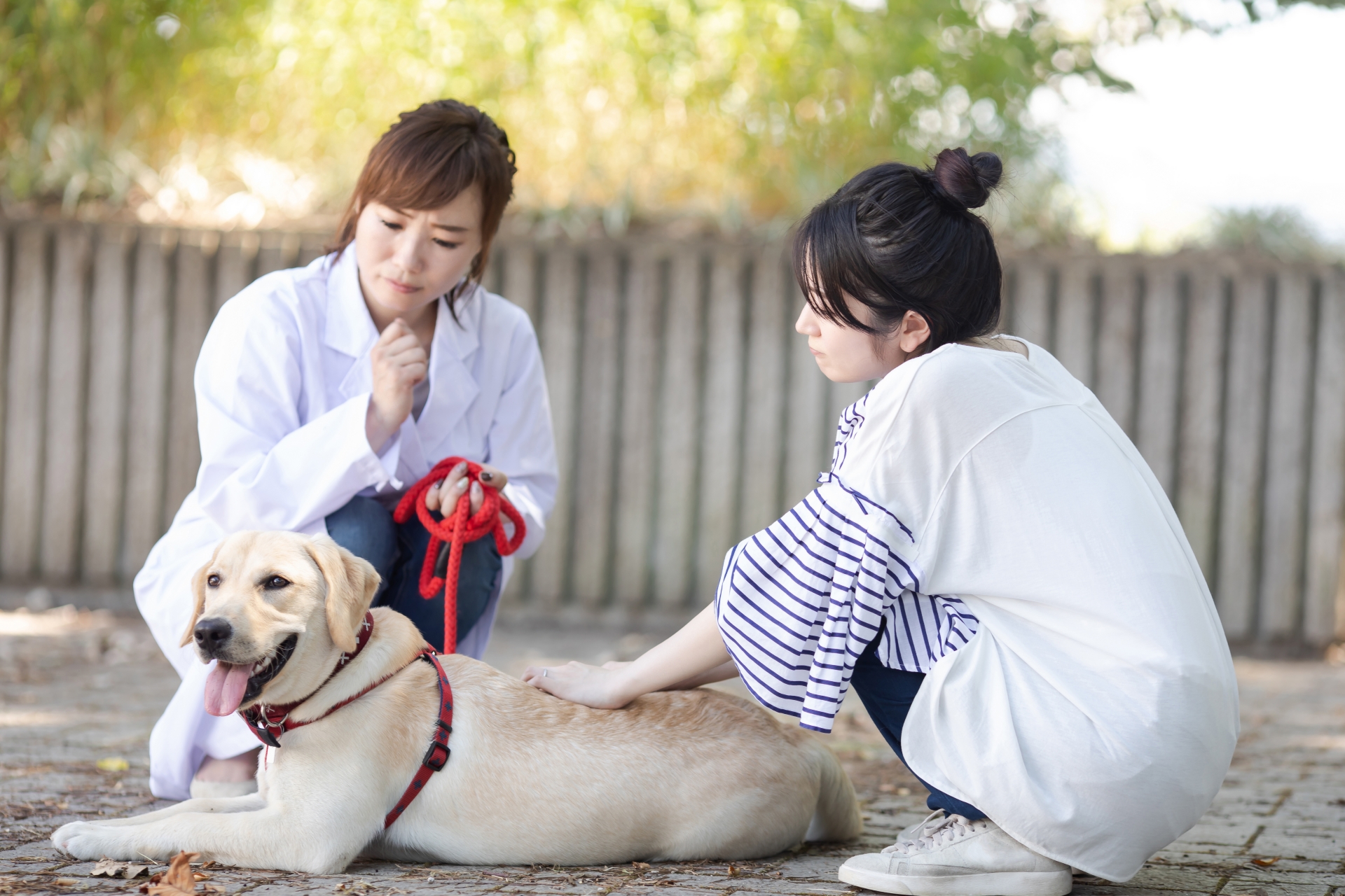 地面に寝そべる犬
