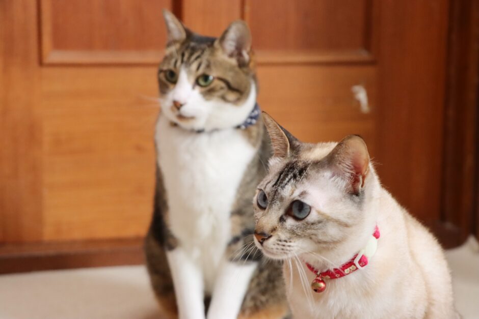 猫の脱臼は自然治癒する？原因・症状・治療法を解説