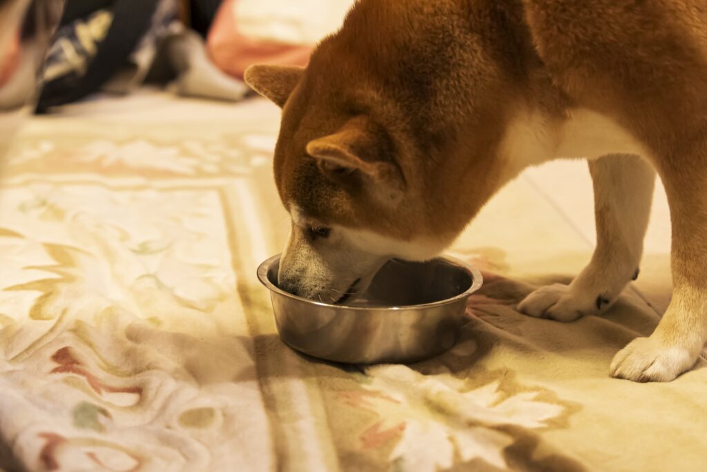 犬の皮膚炎の原因