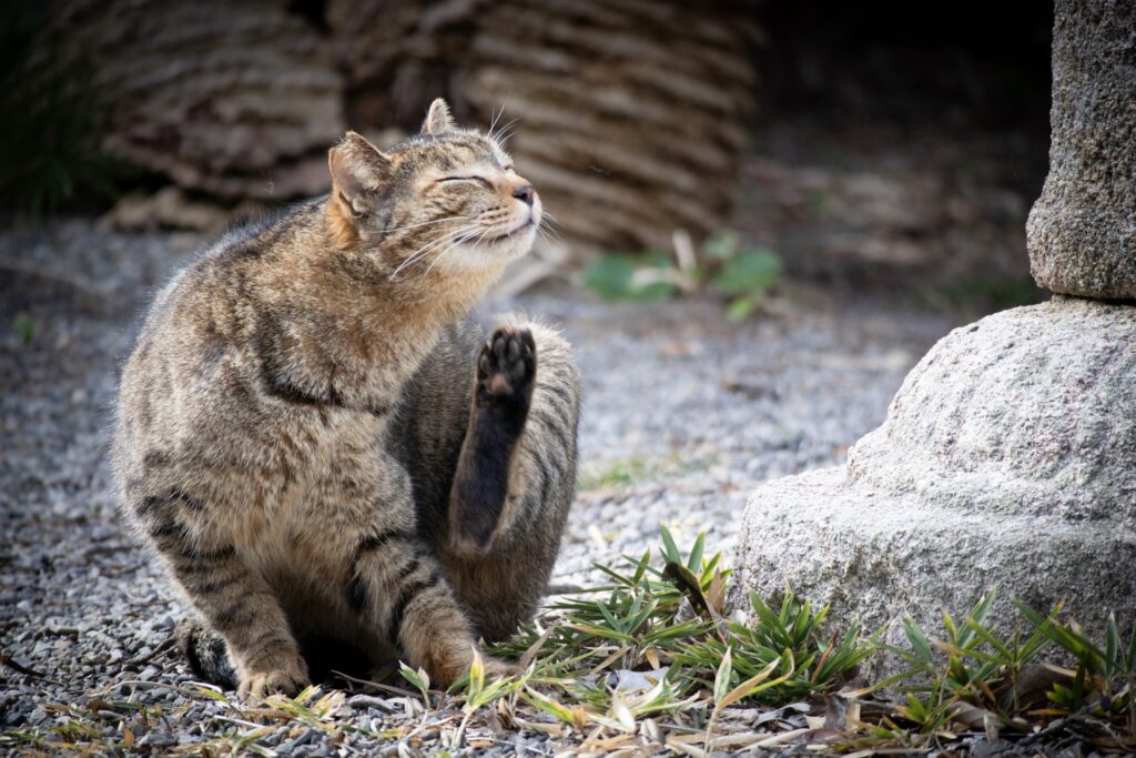猫の真菌症の症状