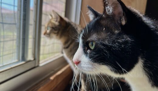 猫の耳が熱い？熱いと考えられる基準や病気、受診の目安を解説