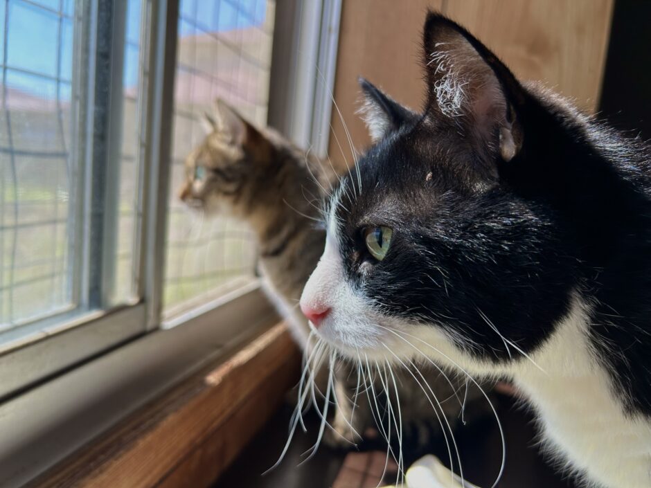 猫の耳が熱い？熱いと考えられる基準や病気、受診の目安を解説