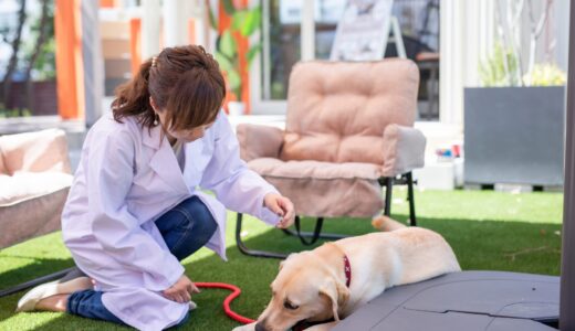 犬の心臓病の症状は？原因・治療法・注意したいことも解説