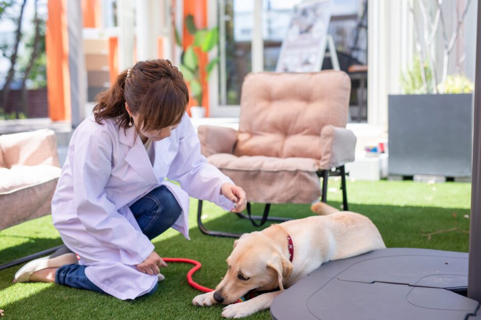 犬の心臓病の症状は？原因・治療法・注意したいことも解説