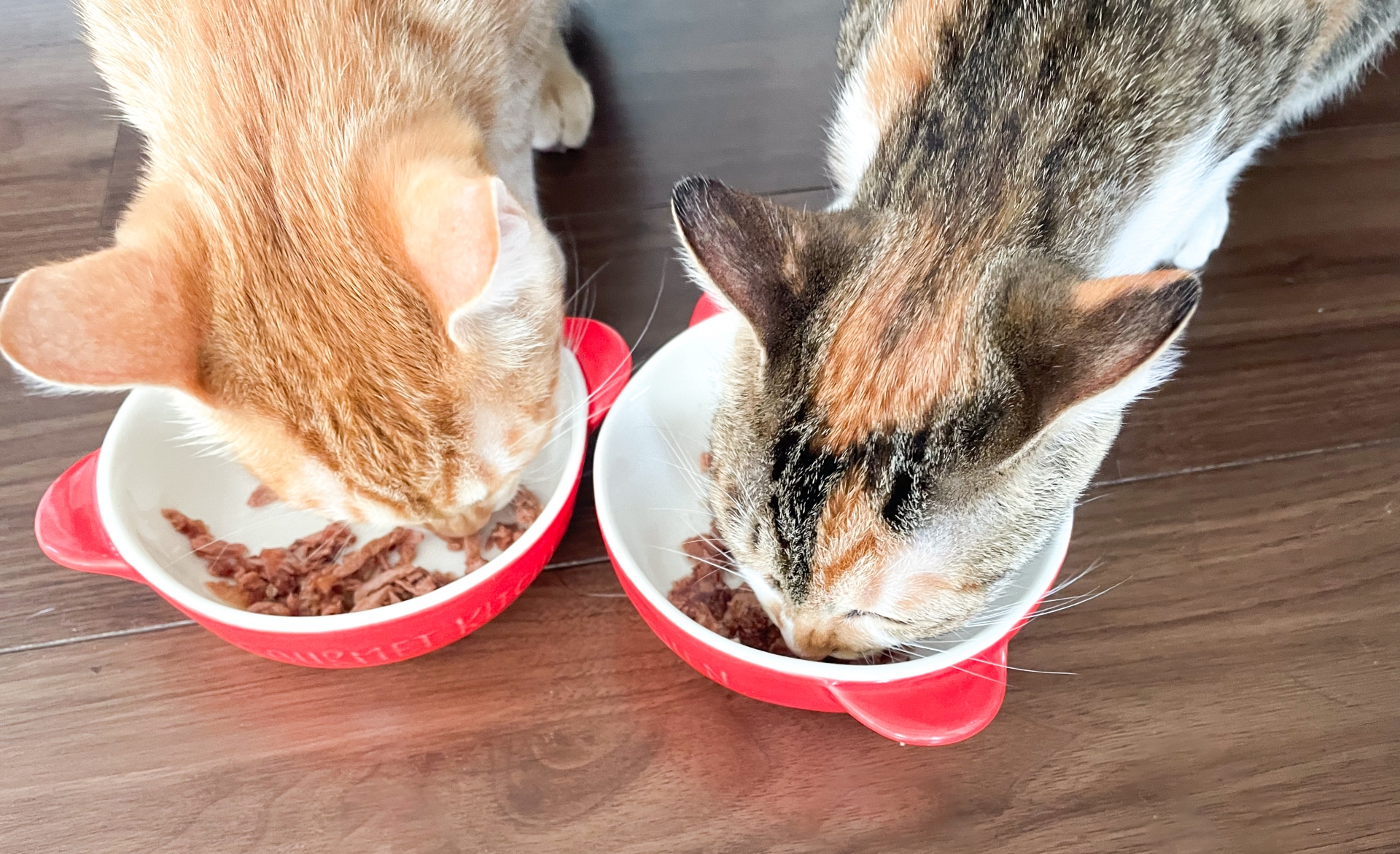 餌を食べる2匹の猫