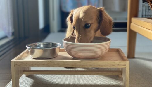 犬に異物の飲み込みをやめさせるには？対処法や治療費を解説
