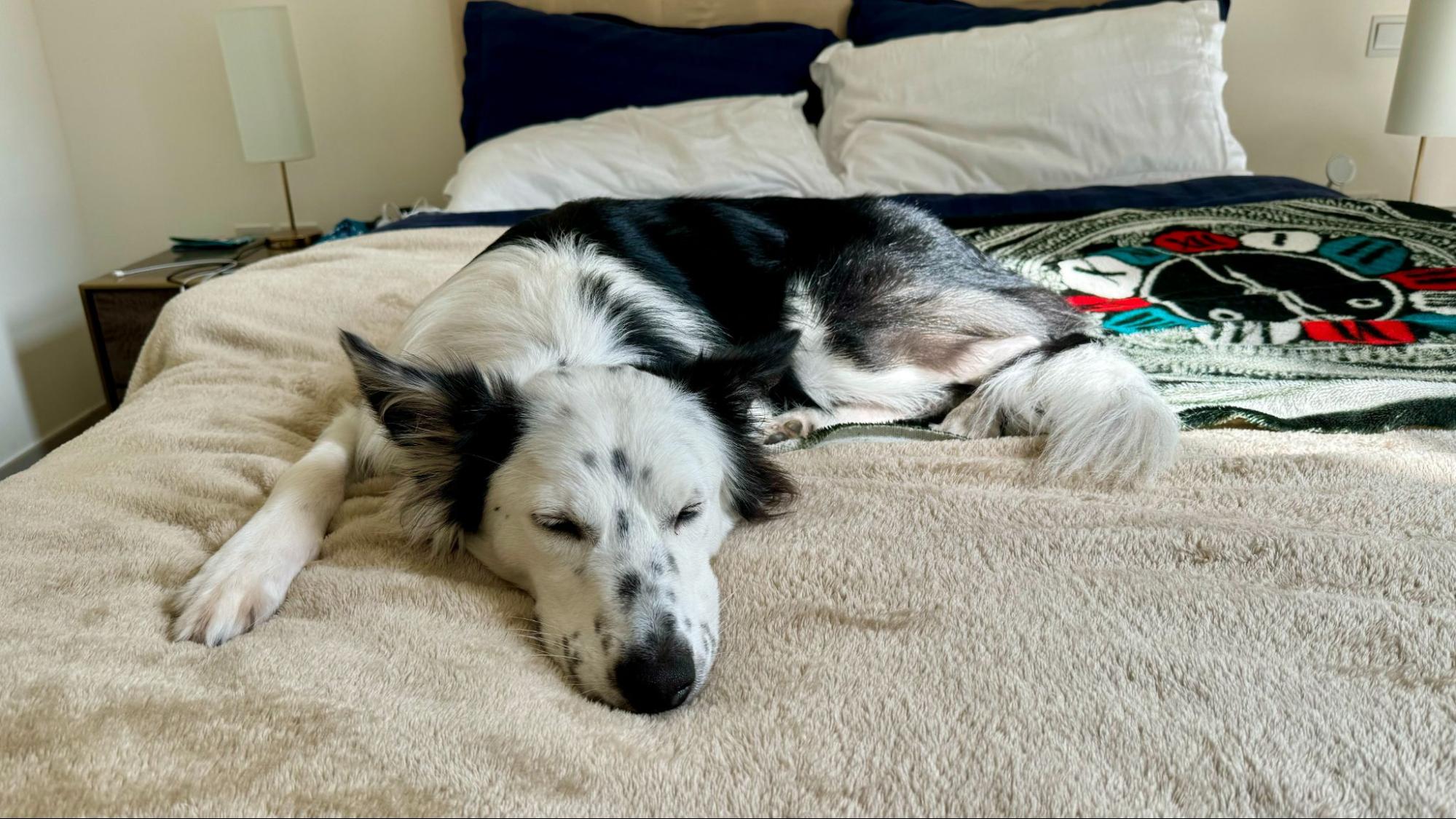 ぐったりした犬