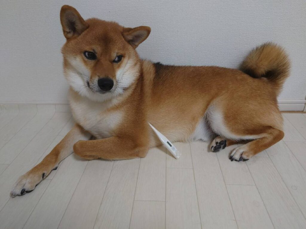 犬パルボウイルス感染症の症状