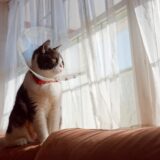 もし猫ががんになったら?猫のがんの種類や症状、予防方法など解説します