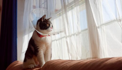 もし猫ががんになったら？猫のがんの種類や症状、予防方法など解説します