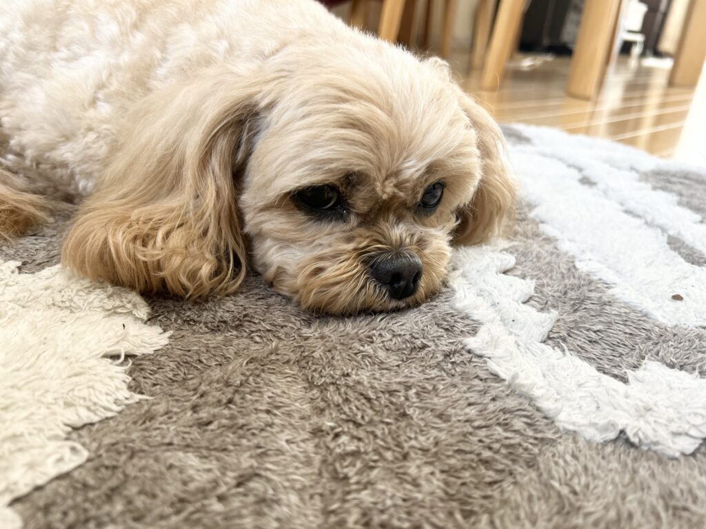 犬の下痢について