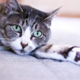 猫の胃腸炎とは?症状・治療方法・気を付けたいことも解説
