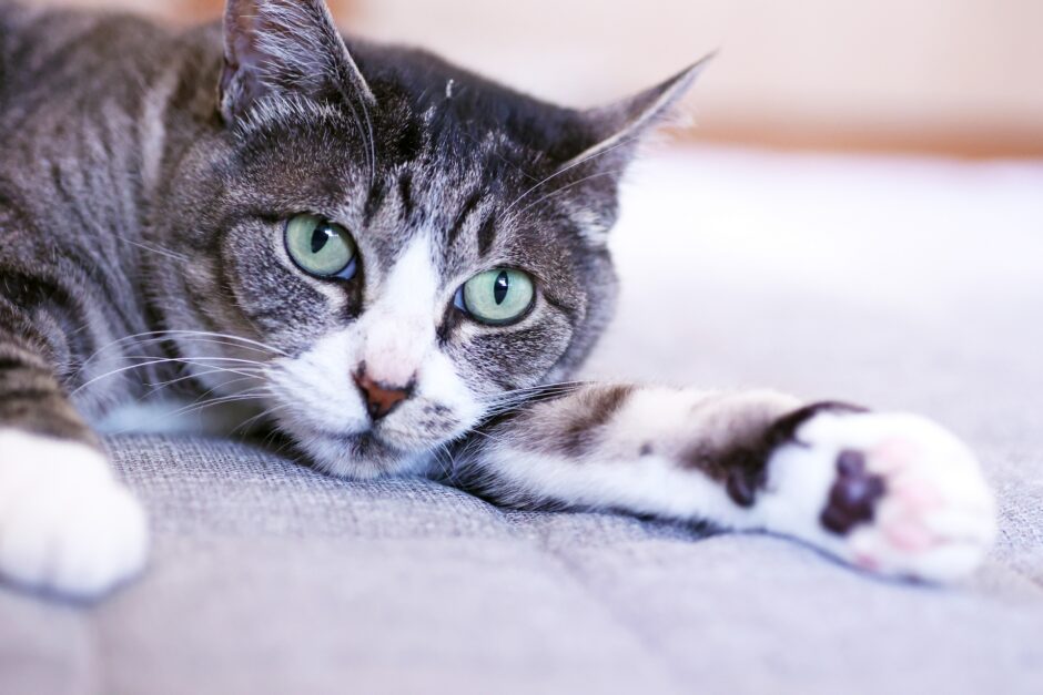 猫の胃腸炎とは？症状・治療方法・気を付けたいことも解説