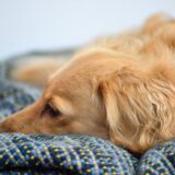 犬 アジソン病 症状