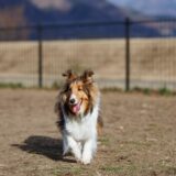 犬が下痢をする原因は?下痢の種類や治療法、下痢をしやすい愛犬におすすめの食事まで詳しく解説