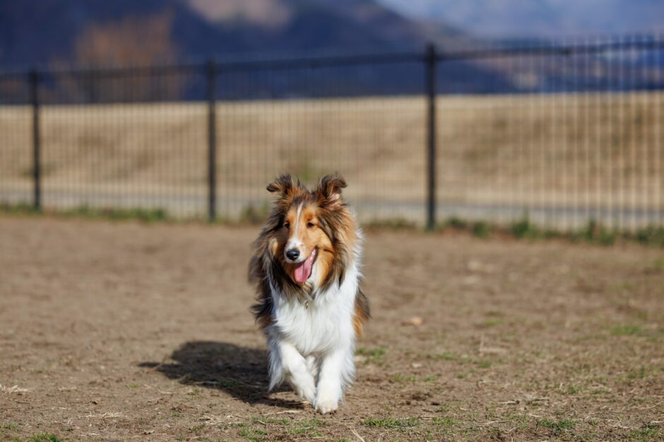 犬が下痢をする原因は？下痢の種類や治療法、下痢をしやすい愛犬におすすめの食事まで詳しく解説