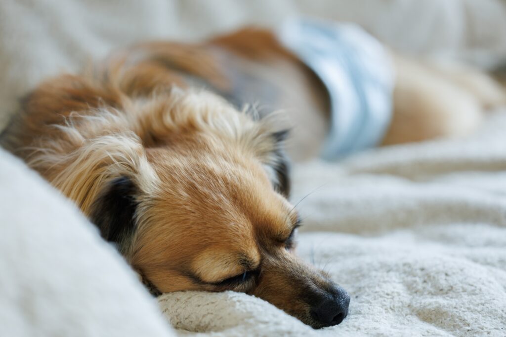 犬の皮膚炎の症状