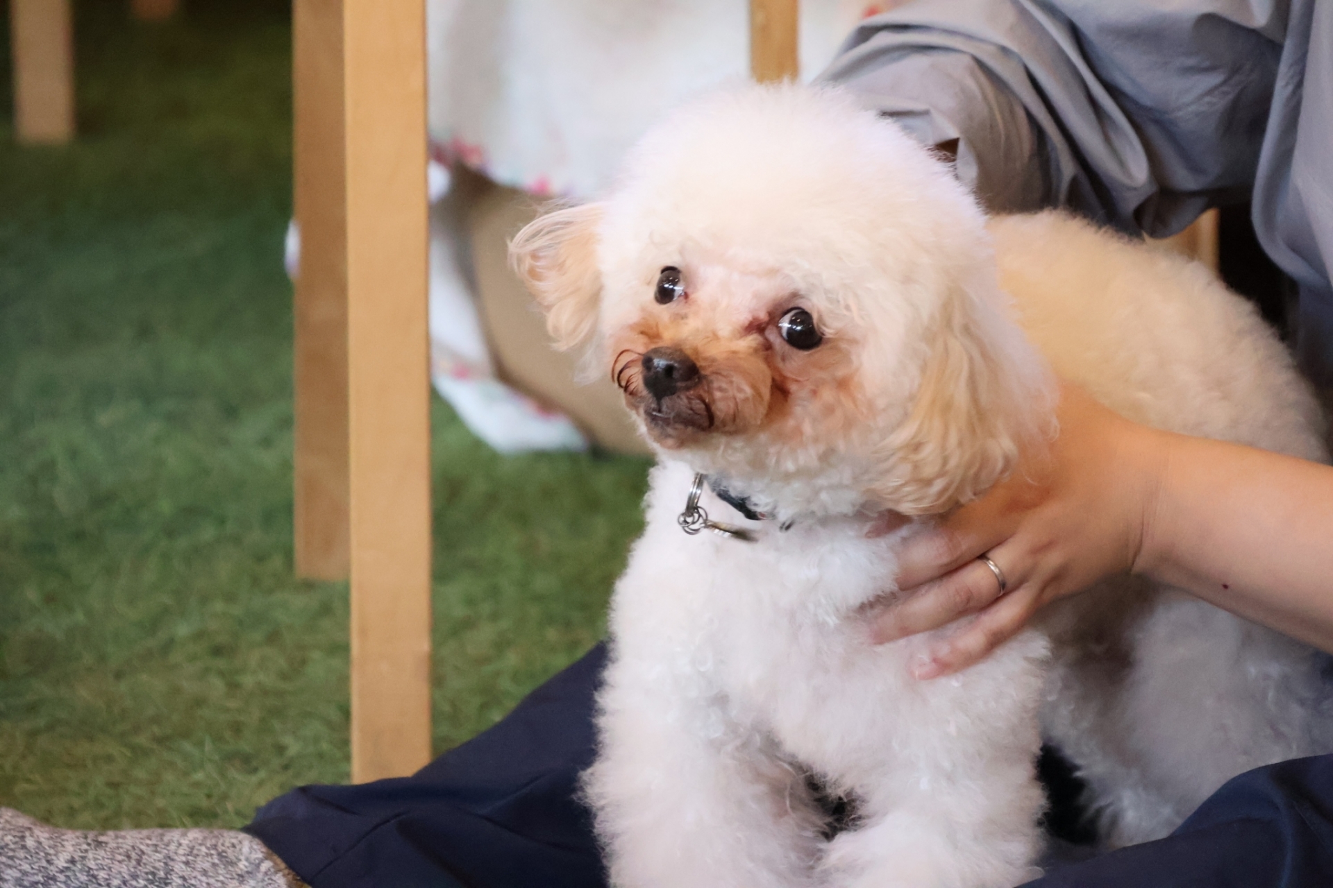 首元を掴まれる犬