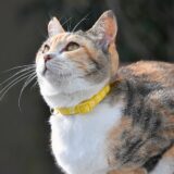 猫の真菌症とは?真菌症の種類や症状、人に感染するかなど解説します
