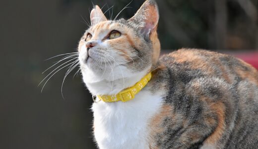 猫の真菌症とは？真菌症の種類や症状、人に感染するかなど解説します