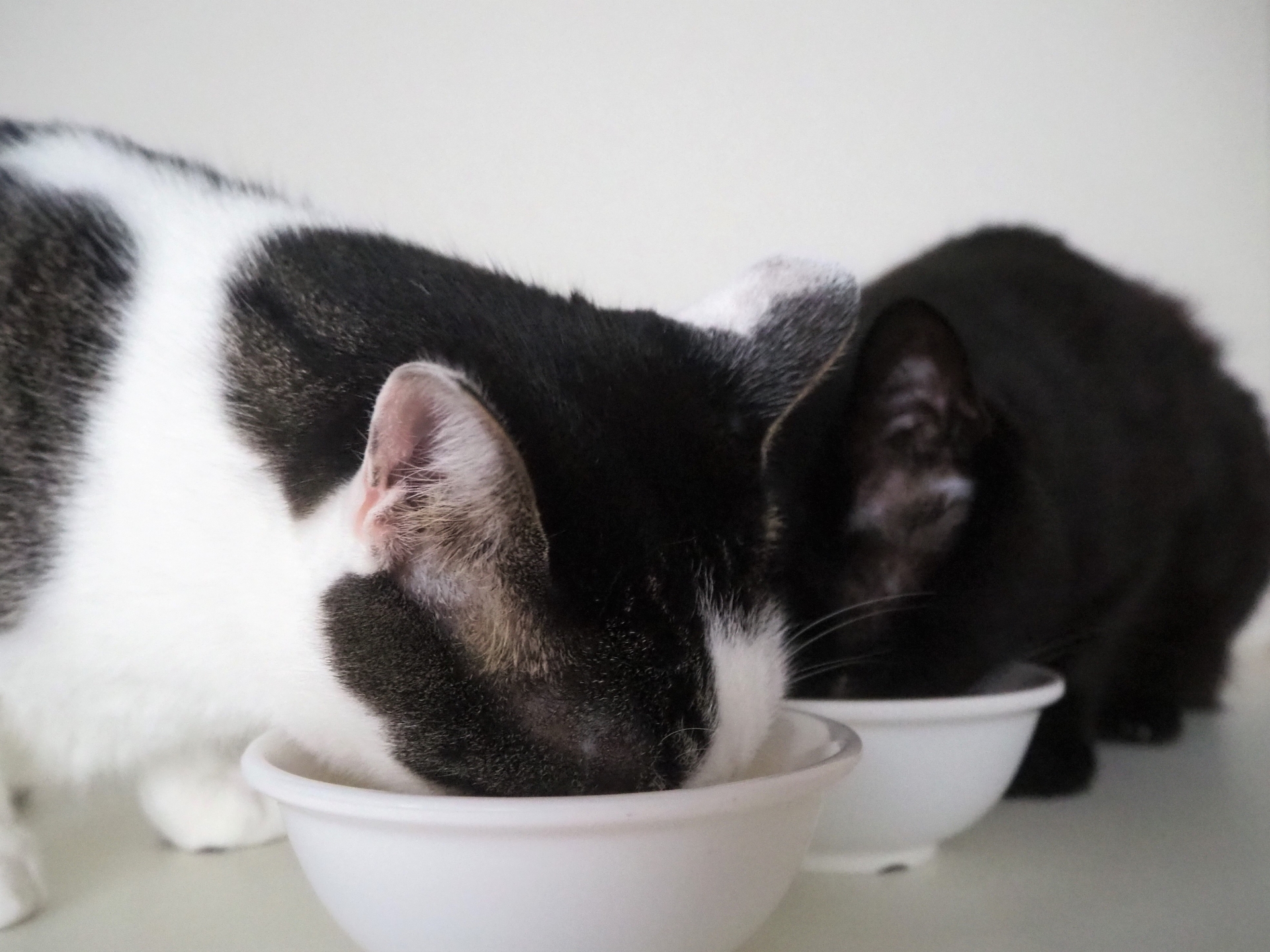 餌を食べる猫たち