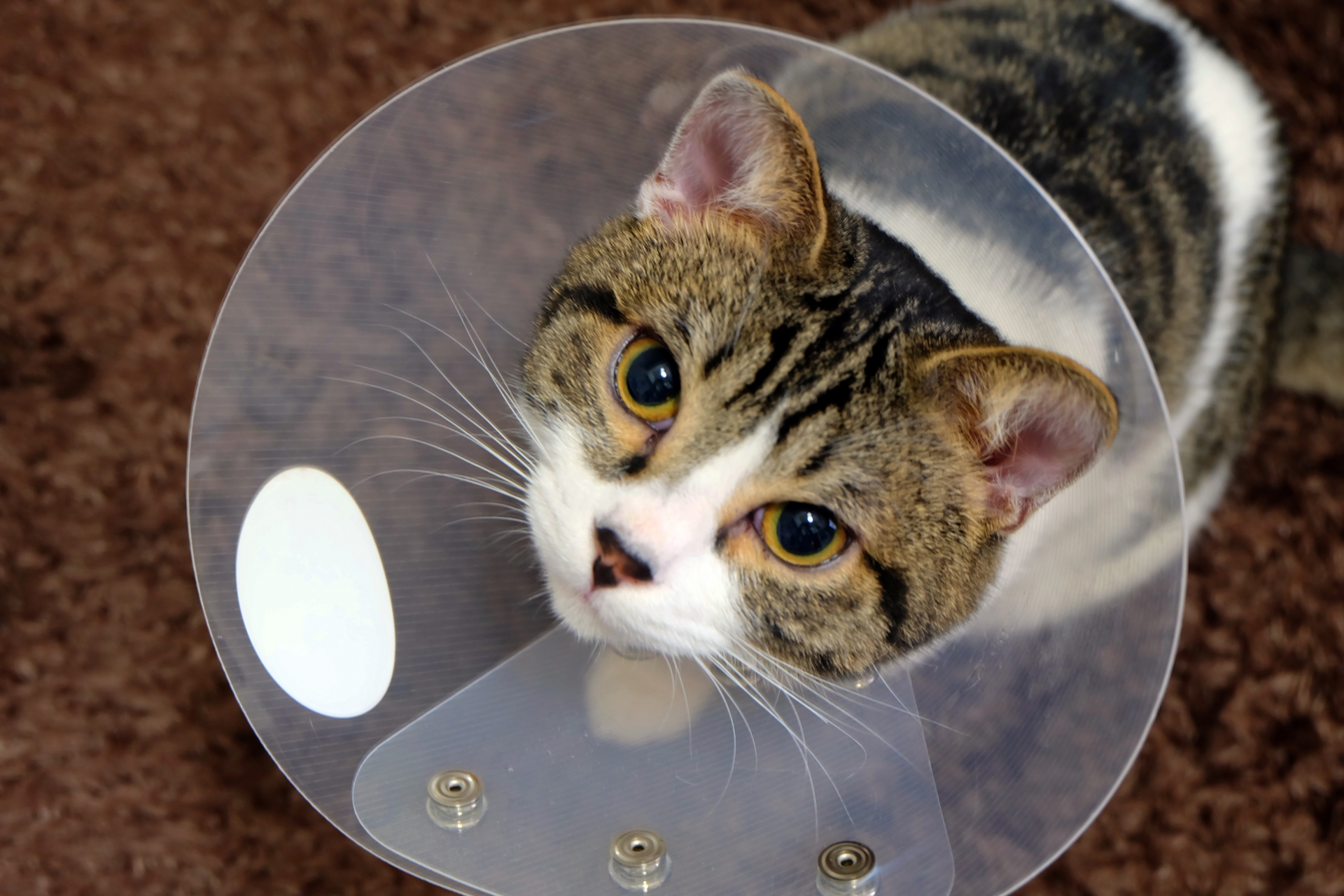 エリザベスカラーをつける猫