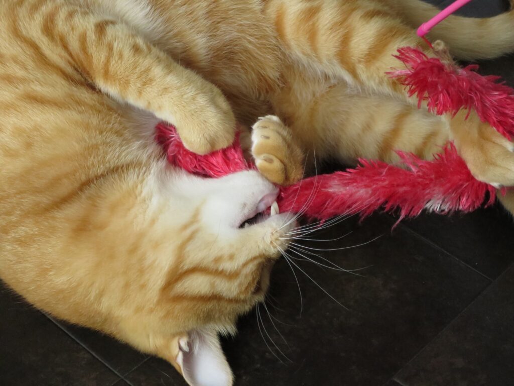 猫の真菌症の予防方法