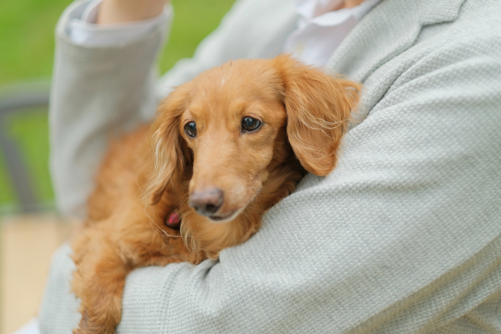 抱き抱えられる犬