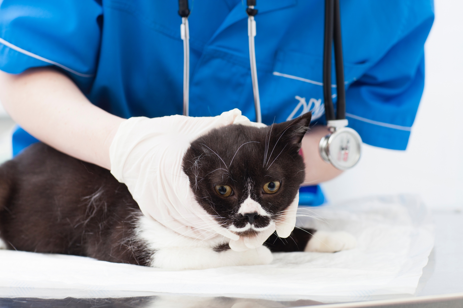 診察を受ける猫