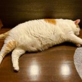 猫の肥満の目安とは?肥満の原因やリスク、食事の注意点について解説!