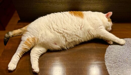 猫の肥満の目安とは？肥満の原因やリスク、食事の注意点について解説！