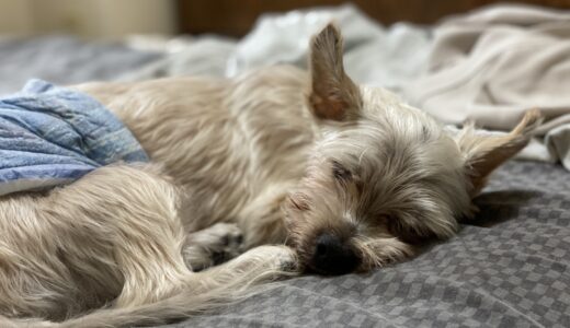 犬の僧帽弁閉鎖不全症はどんな症状？検査方法や治療法についても解説