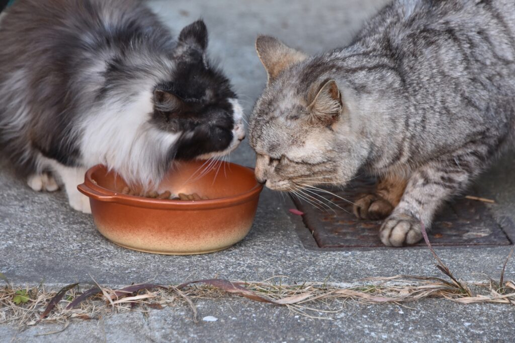 猫ヘルペスウイルスの感染経路