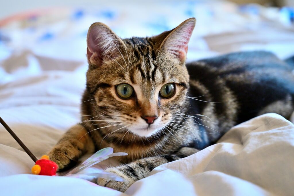 猫が夏バテしている時の対処法