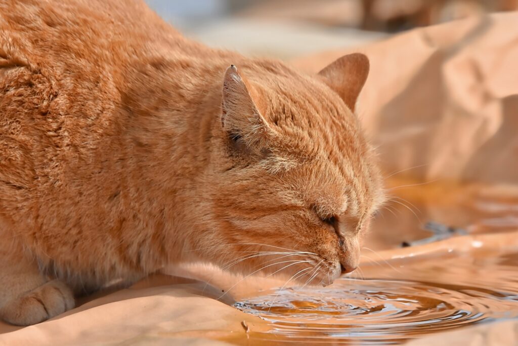 猫の夏バテとは