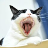 猫もむし歯になるの?猫がなりやすい歯の病気や原因について解説!