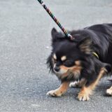 ストレスを感じている犬の特徴や要因とは?ストレスを軽減する方法やストレス管理も解説