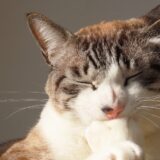 猫も夏バテするって本当?症状や対処法、予防策も紹介