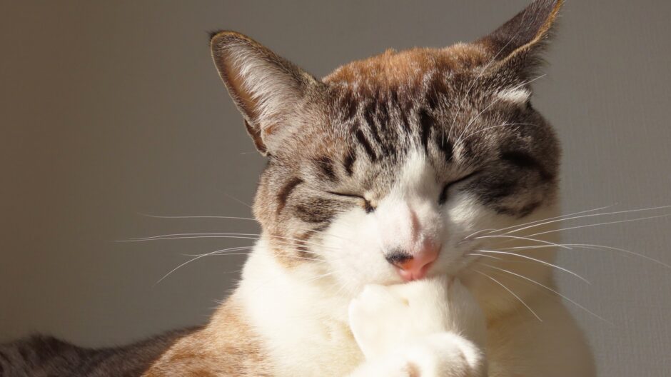 猫も夏バテするって本当？症状や対処法、予防策も紹介