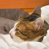 猫ヘルペスの症状や治療法は?感染経路や予防方法についても解説
