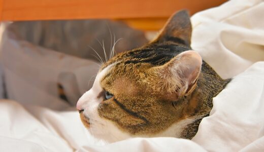 猫ヘルペスの症状や治療法は？感染経路や予防方法についても解説