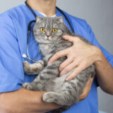 猫がてんかんになったときの対処法は?具体的な症状や治療法についても解説!