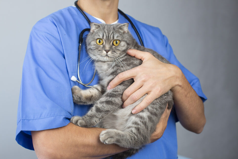 猫がてんかんになったときの対処法は？具体的な症状や治療法についても解説！