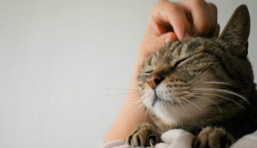 猫が老衰してきたときに見られる症状とは？日常生活でのケアや介護方法についても解説