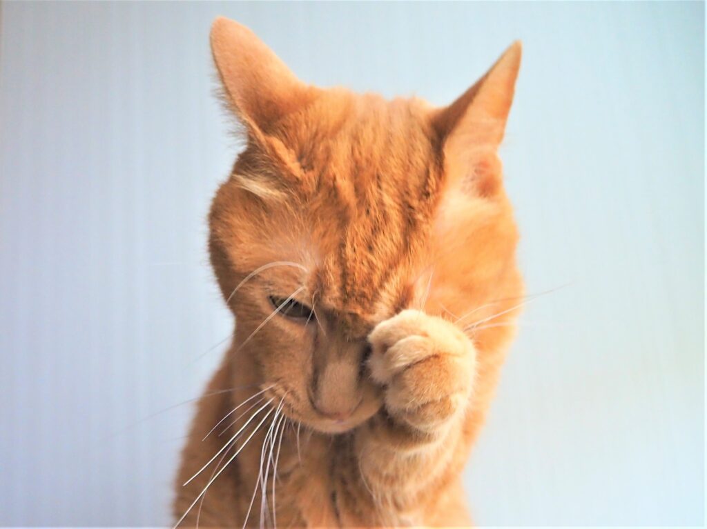 猫ヘルペスウイルス感染症の症状